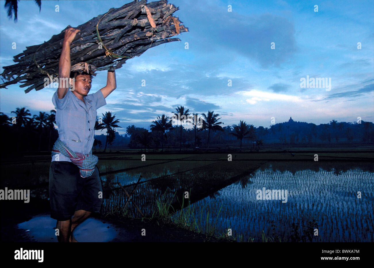 Asien Indonesien Java Mann trägt Gewicht tragenden grundlegende Holz Reis Felder Reis Landwirtschaft Arbeiter du tragen Stockfoto