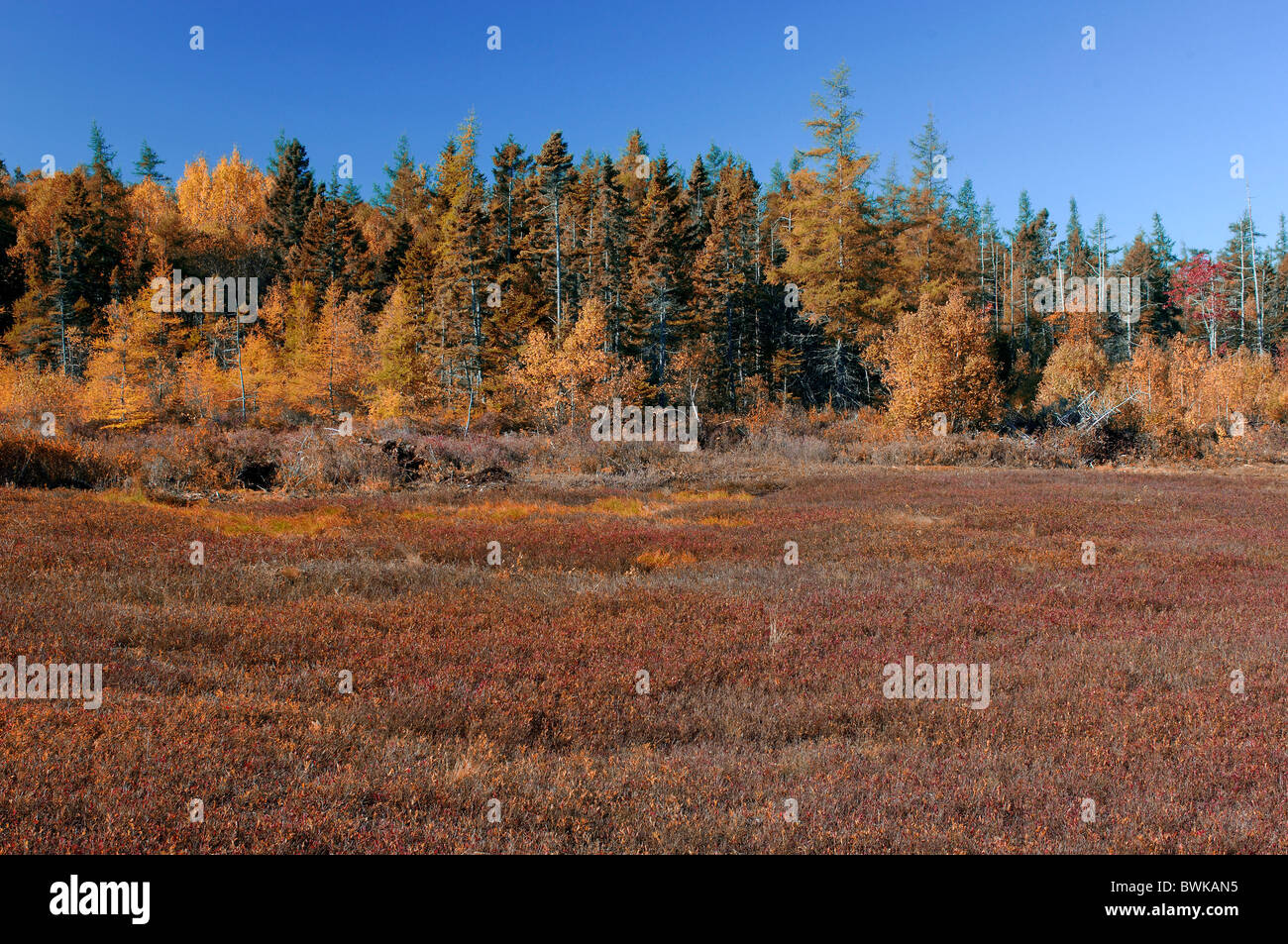Heidelbeere Feld Felder Herbst Landschaft Landschaft Holz Wald Herbst Landschaft Moor Moorlandschaft Parrsboro N Stockfoto