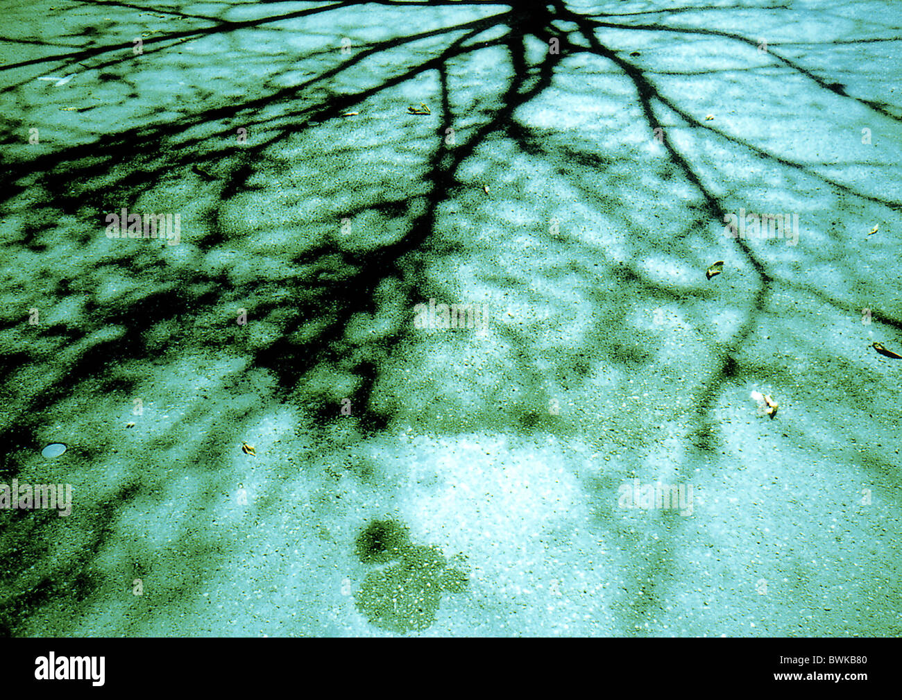 Boden unten Platz Platz Asphalt Baum Zweige Zweige Knoten Schattierungen Schatten werfen lomo Stockfoto