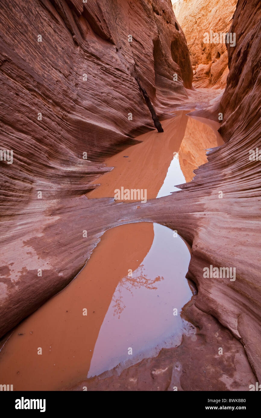 Wasser in der Little Wild Horse Canyon, Slot Canyon, San Rafael Swell, Utah, USA Stockfoto