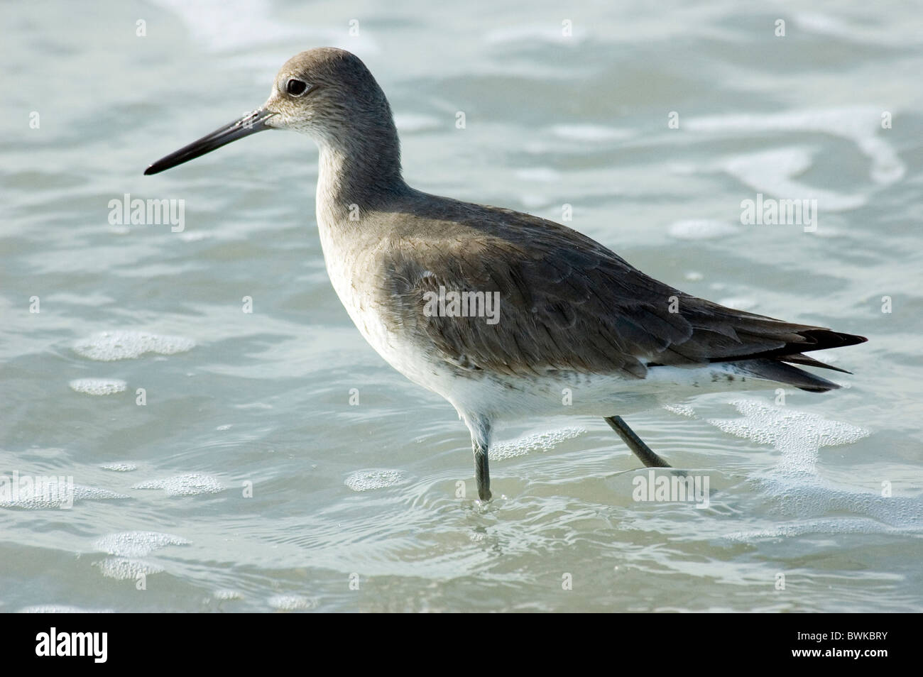 Vogel Wasser Meer Schnepfen Vogel jagen Vögel jagen Sanibel Island USA Amerika Nordamerika Florida Stockfoto