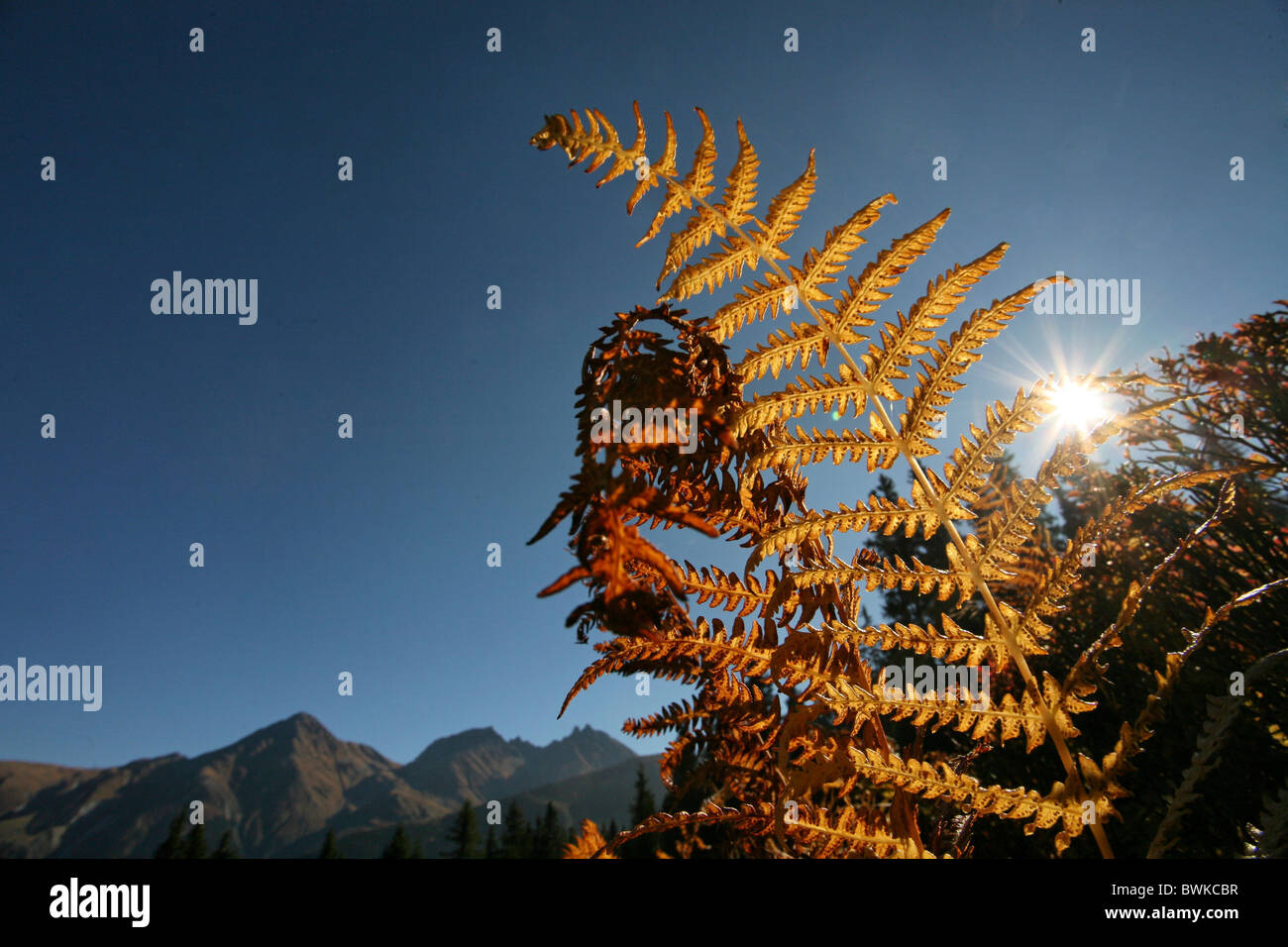 Farn Farne Blatt entführt Herbst Natur Pflanzen Pflanze Disentis-Surselva-Graubünden-Graubünden-Schweiz-Europa Stockfoto