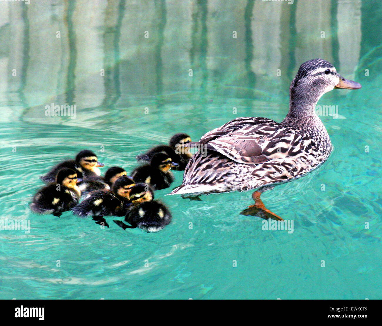 Stockenten-Familie Enten Duck Familie junge Ente junge Mutter Tier ...