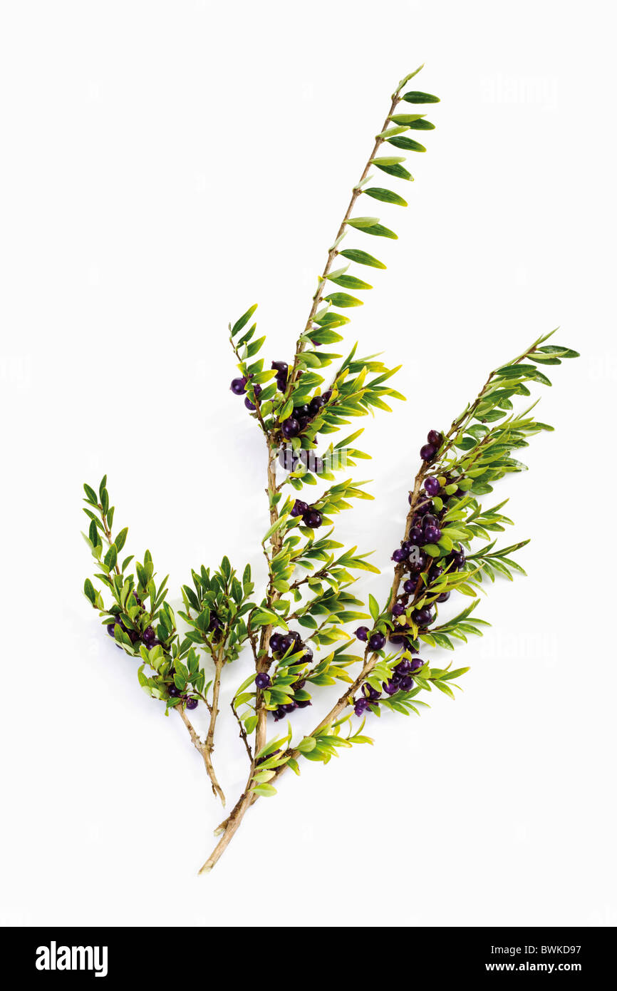 Liguster-Geiblatt (Lonicera Pileata), Bodendecker Stockfotografie - Alamy