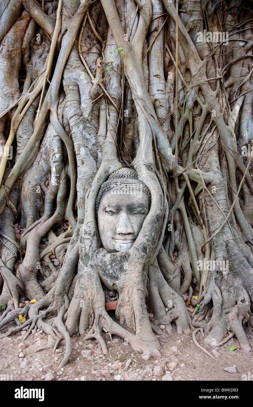 Thailand-Asien-Ayutthaya Stadt Wat Phra Mahathat Kopf Buddha Buddhismus Kulturstätte Tempel Symbol Natur Stockfoto