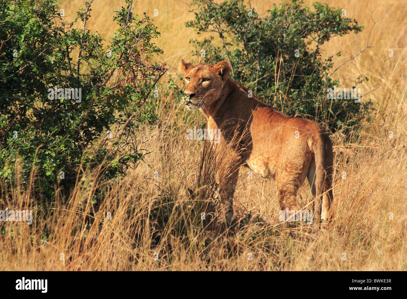 Afrikanischer Löwe weibliche Murchison fällt Schutzgebiet Ostafrika Uganda Stockfoto