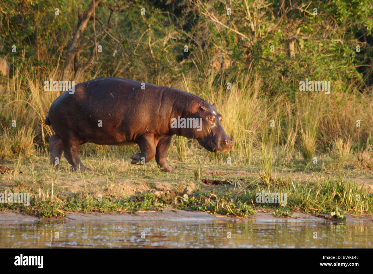 Nilpferd Hippopotamus Amphibius Ufer Wasser Murchison fällt Schutzgebiet Ostafrika Uganda Stockfoto