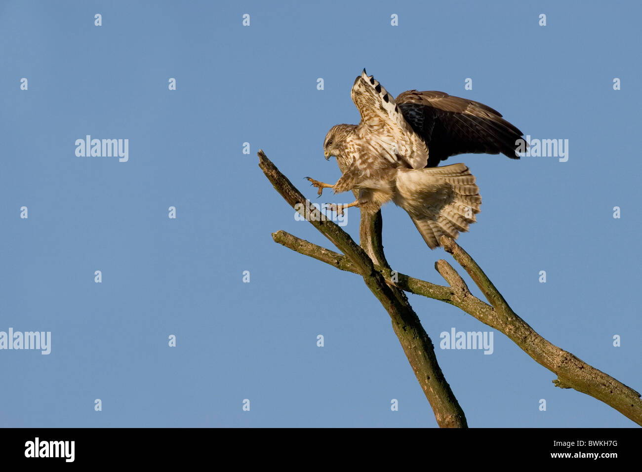 Bussarde an land -Fotos und -Bildmaterial in hoher Auflösung – Alamy