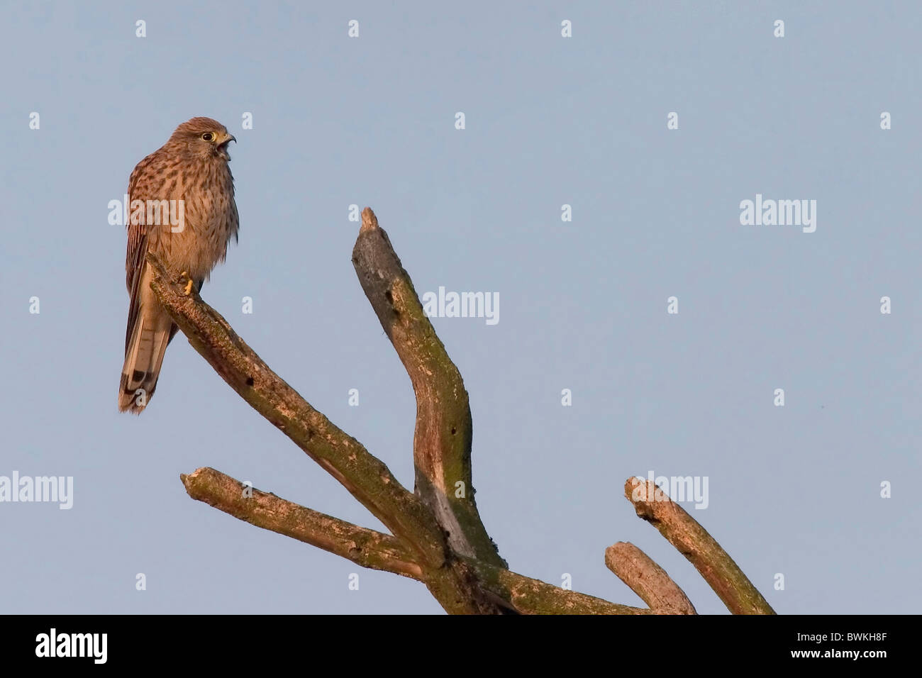 Turmfalke Stockfoto