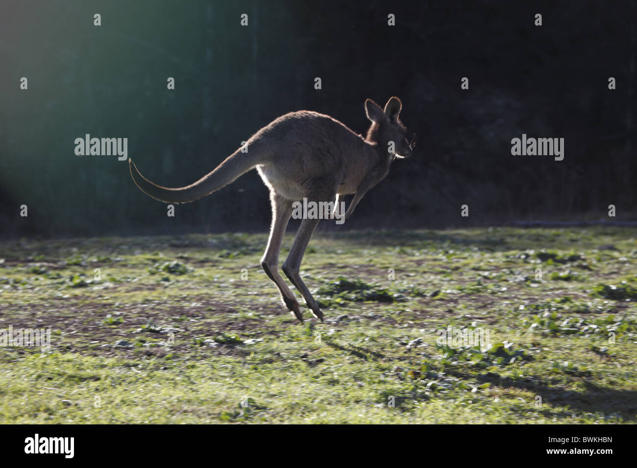 Australien, New South Wales, Coonabarabran, Warrumbungles National Park, große graue Känguru hüpfen Stockfoto