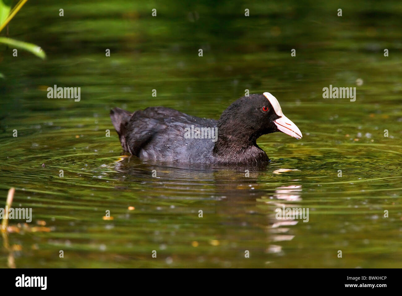 schwarzen Wasserhuhn Stockfoto