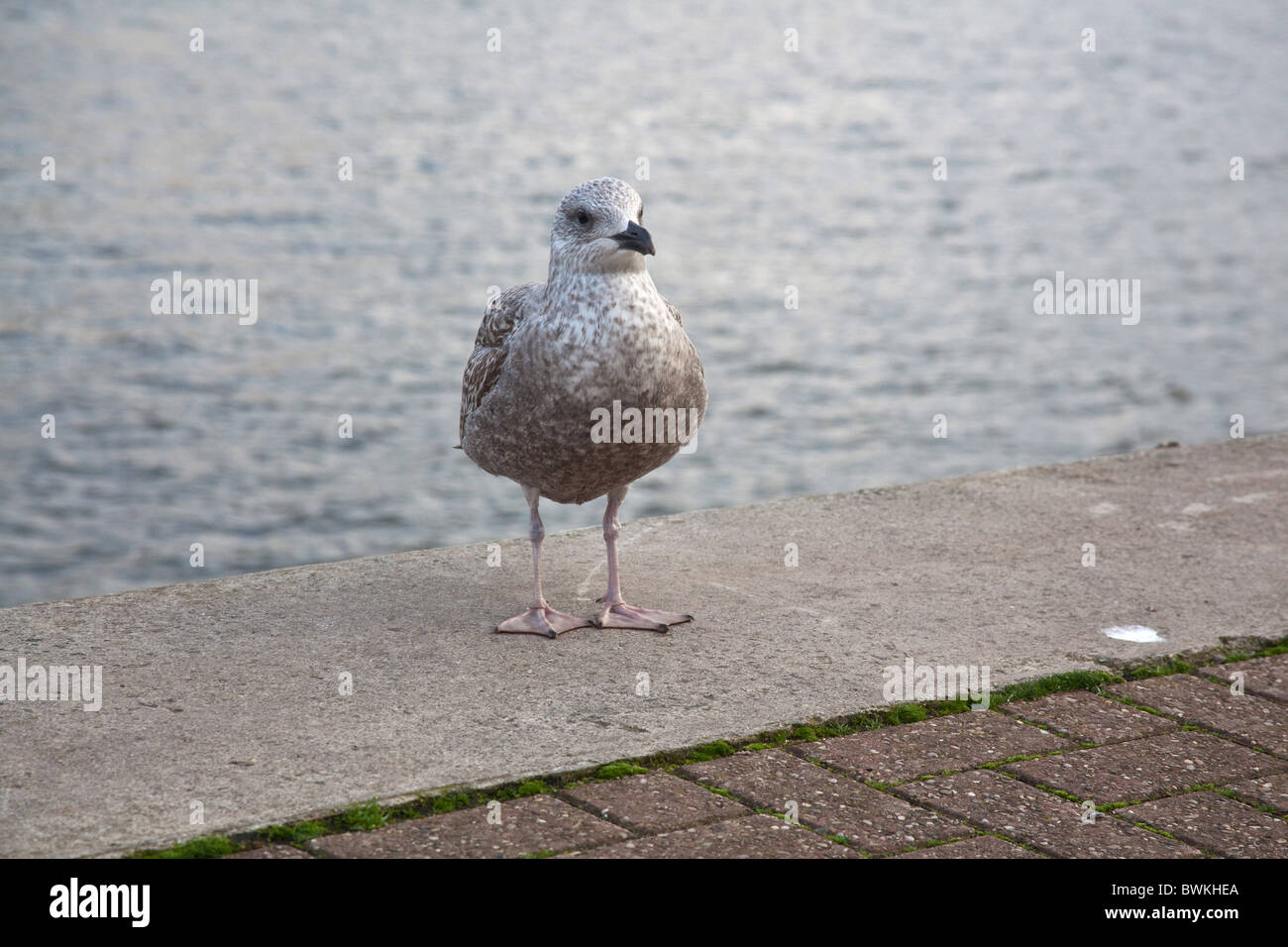 Junge Möwe Silbermöwe, Dartmouth, England, Vereinigtes Königreich. Stockfoto