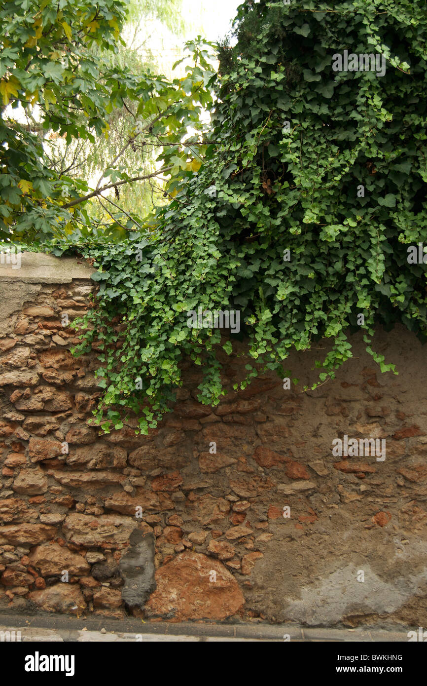 Alte Mauer von Kletterpflanze bewachsen Stockfoto