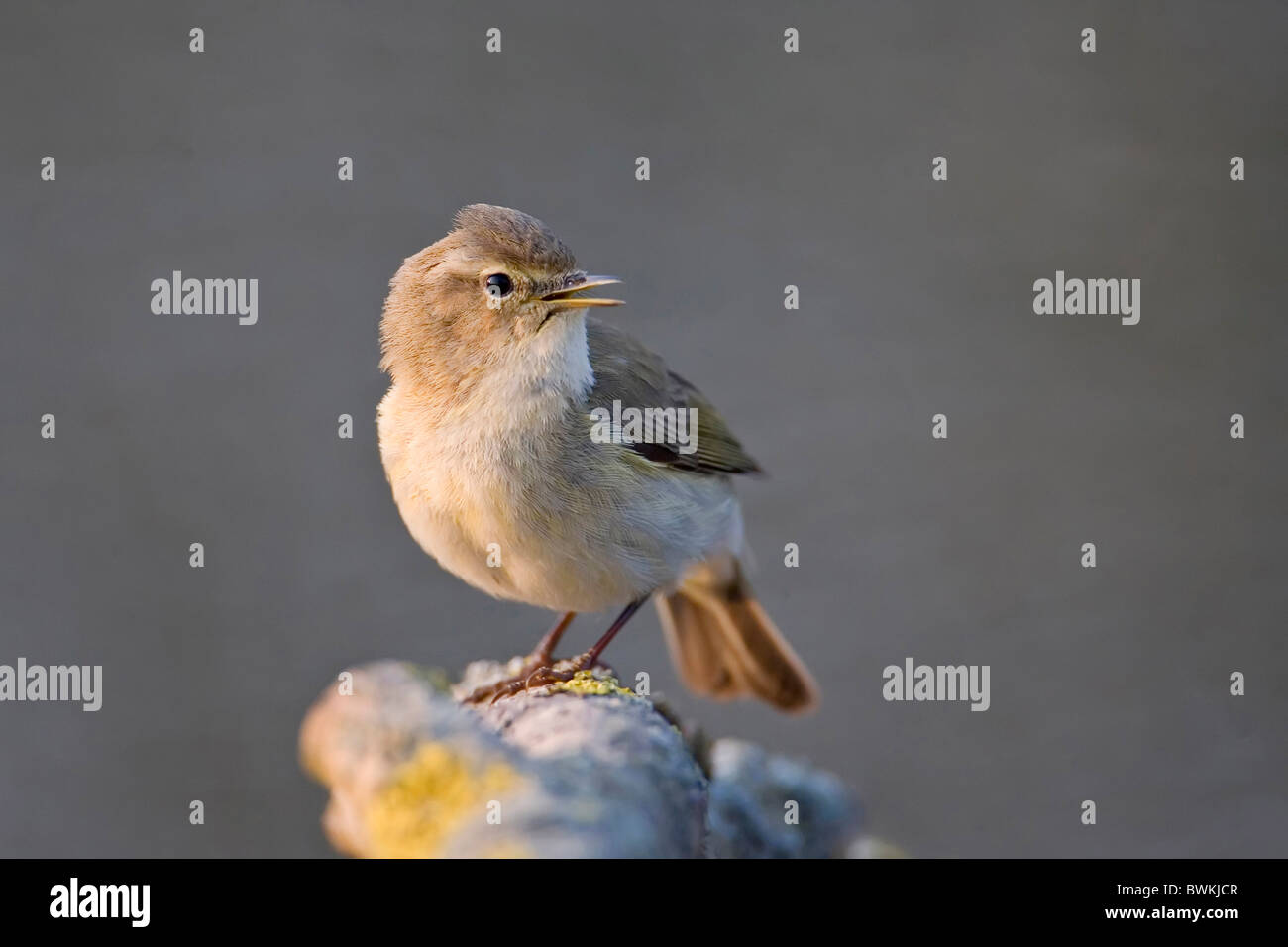 Zilpzalp Stockfoto