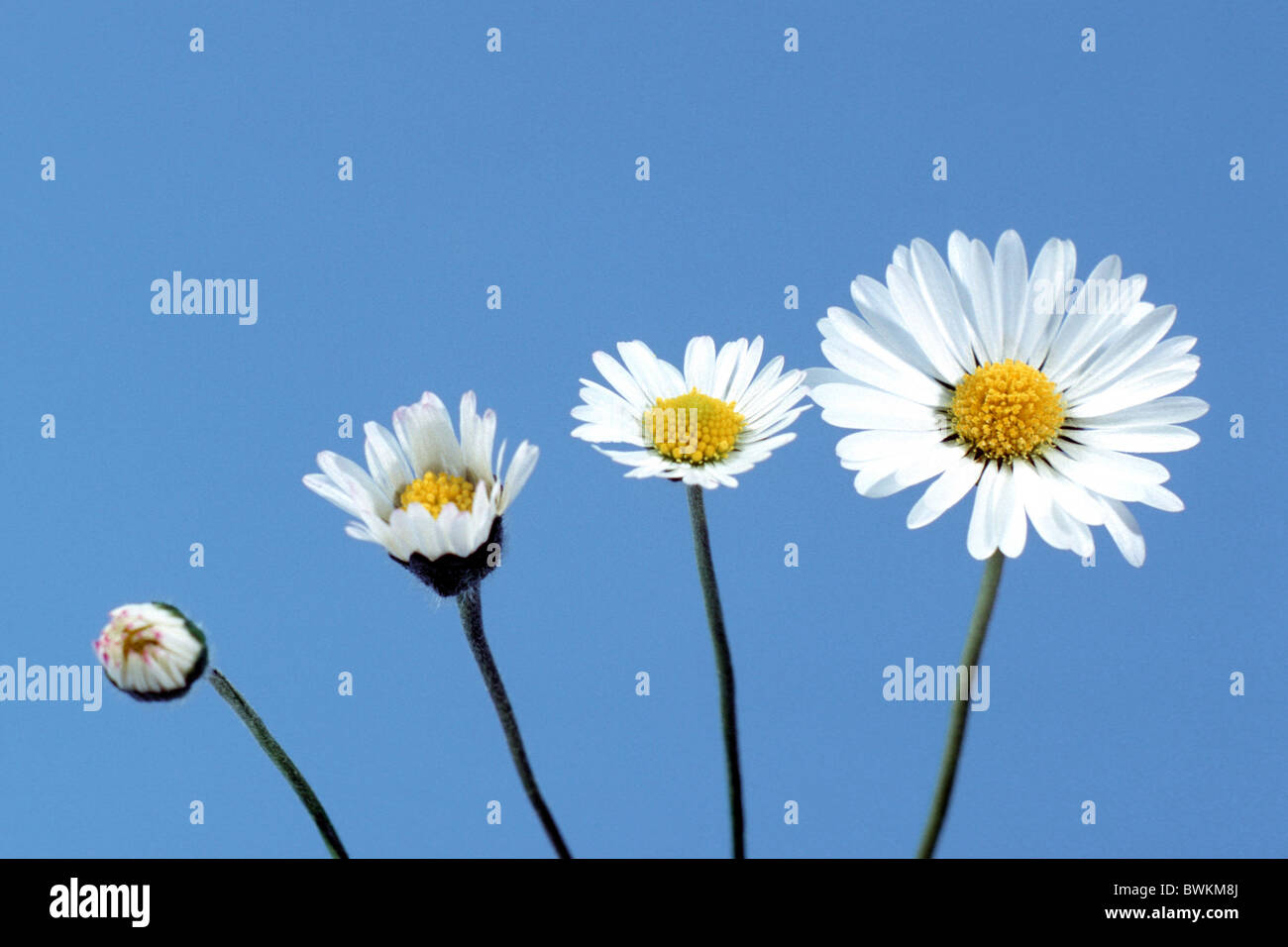 Gänseblümchen, Englisch Gänseblümchen (Bellis Perennis), Reihenfolge von Knospe, Blüte, Studio Bild. Stockfoto
