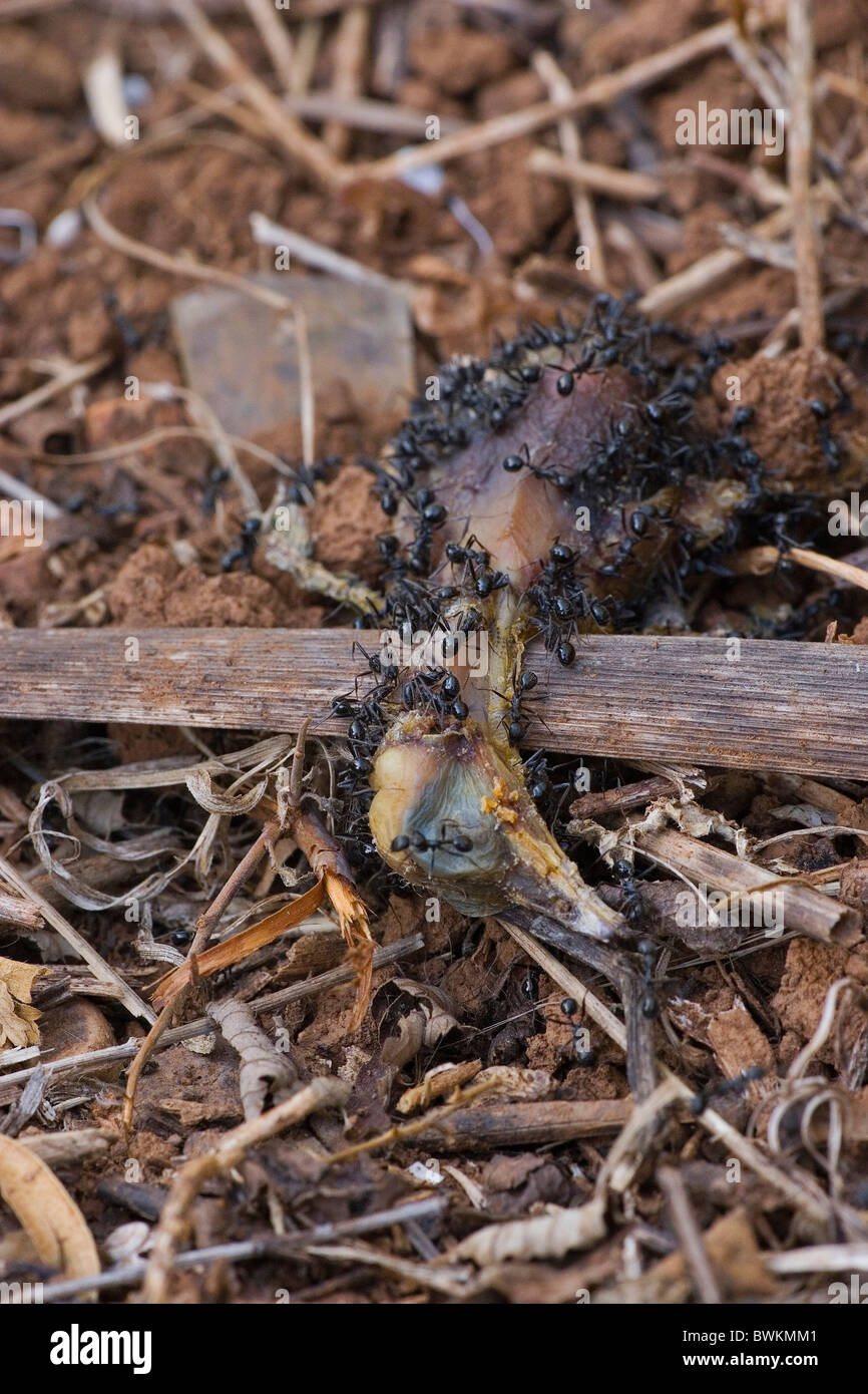 Ameisen Essen Kadaver Stockfoto