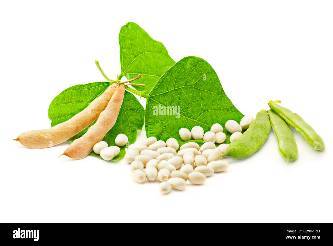 Frische und getrocknete Kidneybohnen mit Blättern auf weiß Stockfoto