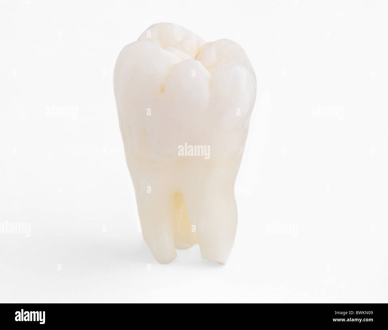 Echte menschliche Weisheitszahn Stockfoto