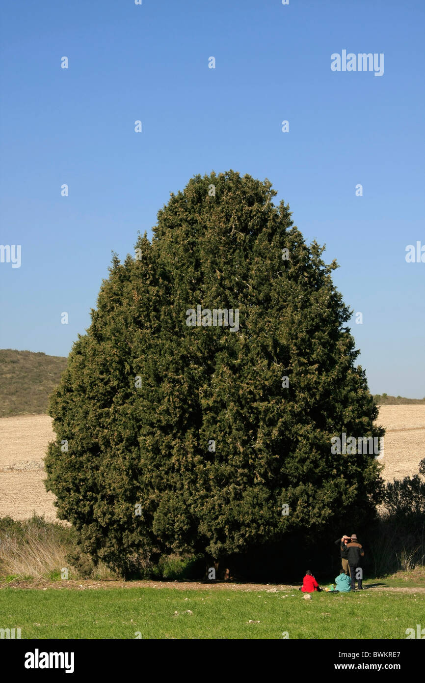 Israel, Zypresse (Cupresus Sempervirens) in Menashe Höhen Stockfoto
