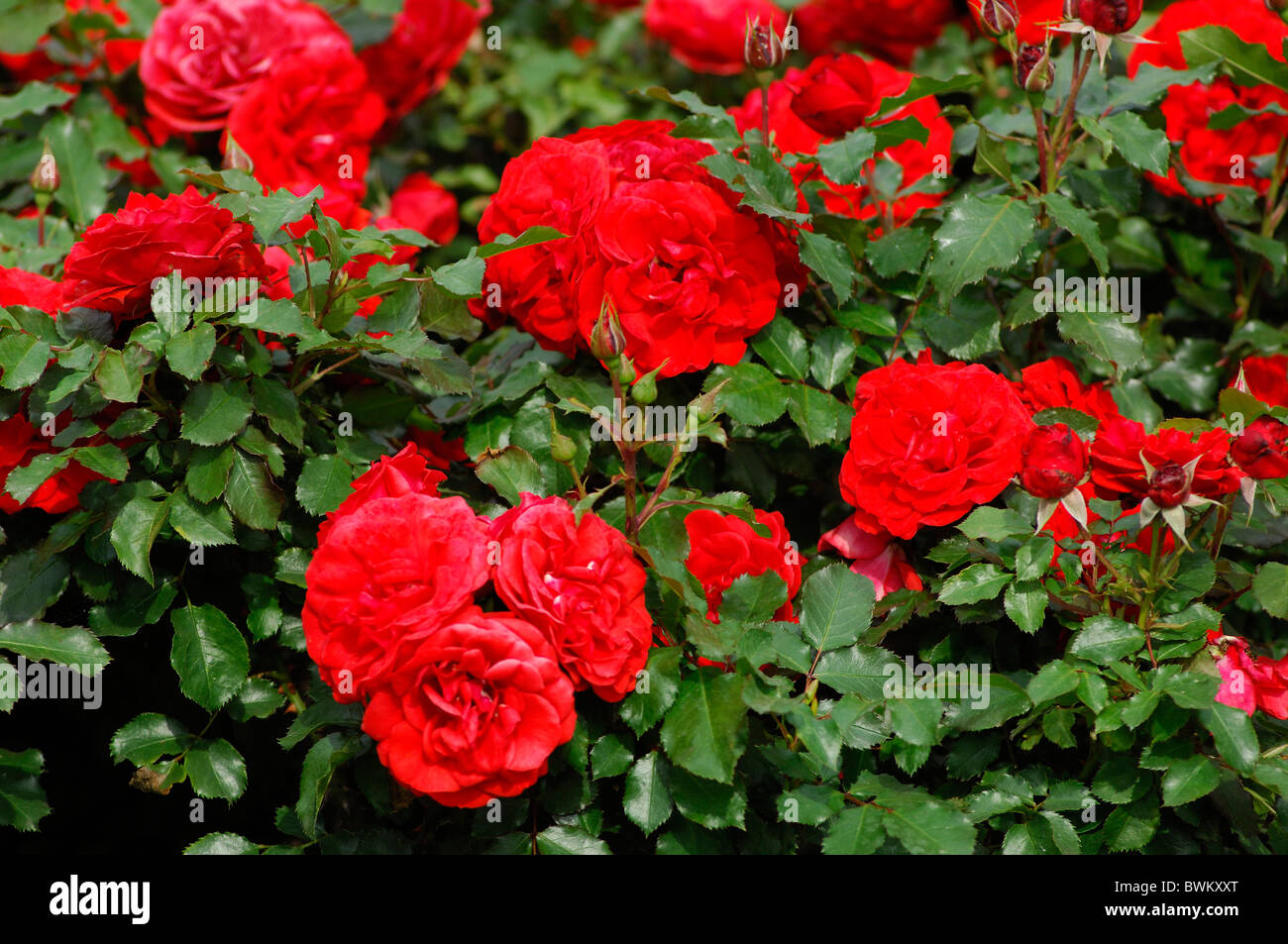 rote Rosen UK London Queen Mary Garten Regent Park Großbritannien Europa England Blumen rose Blume Stockfoto