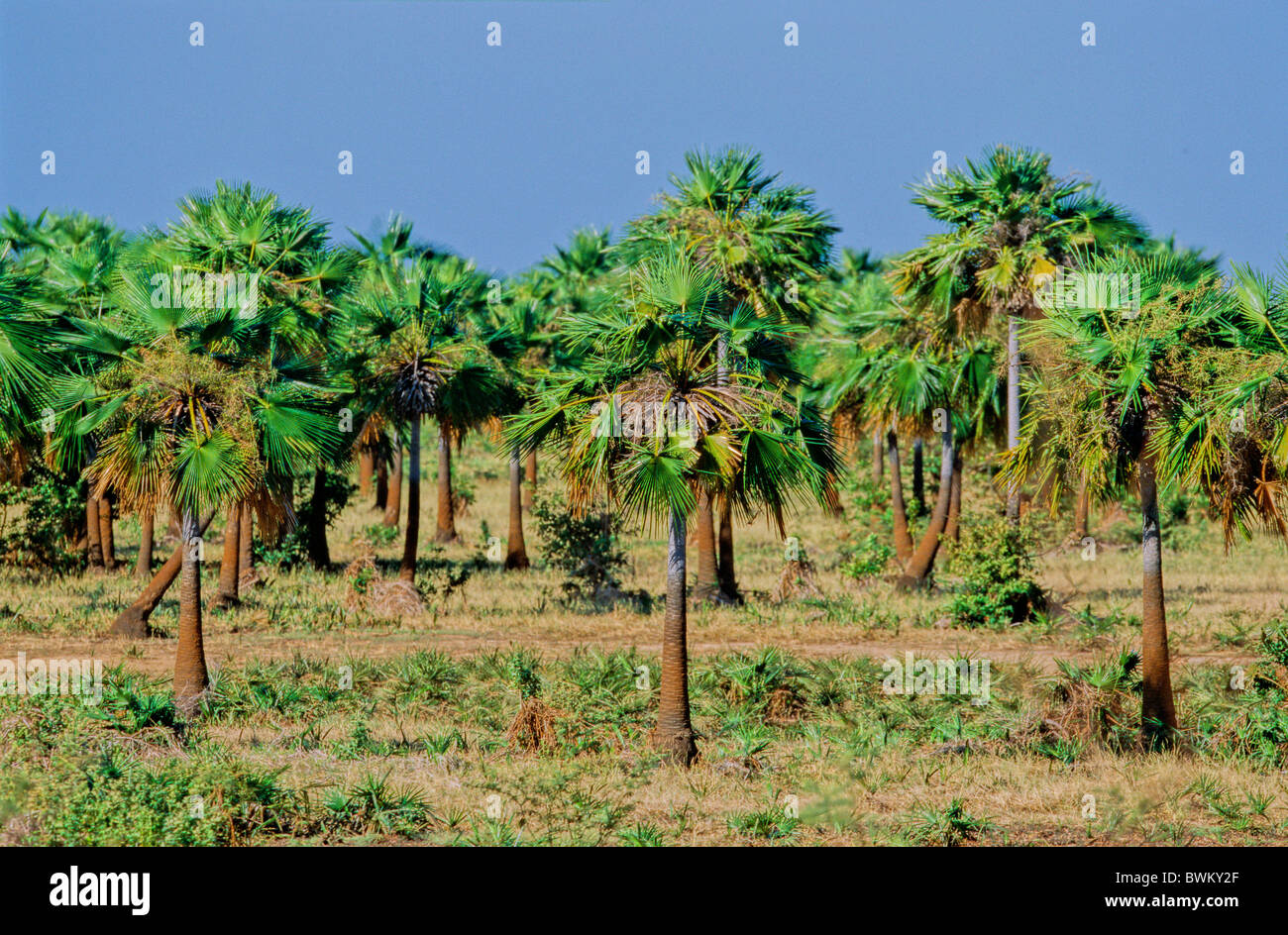 Venezuela Südamerika Moriche Palme Mauritia Flexuosa Palmen Landschaft Los Llanos Estado De Apure Süd amerik. Stockfoto