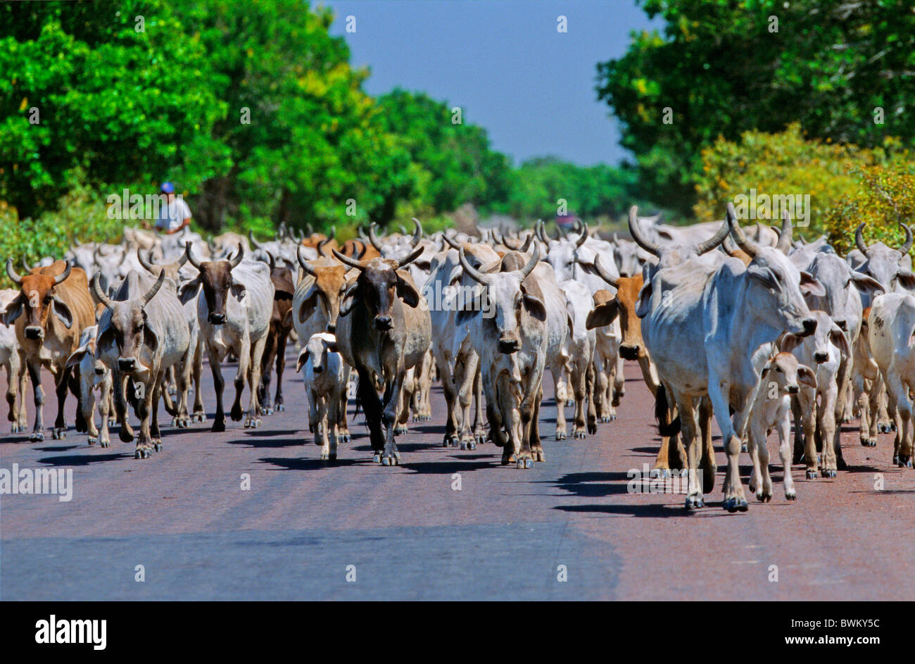 Venezuela Südamerika Los Llanos Estado De Apure Südamerika Landwirtschaft Vieh hüten Straße Straße Stockfoto