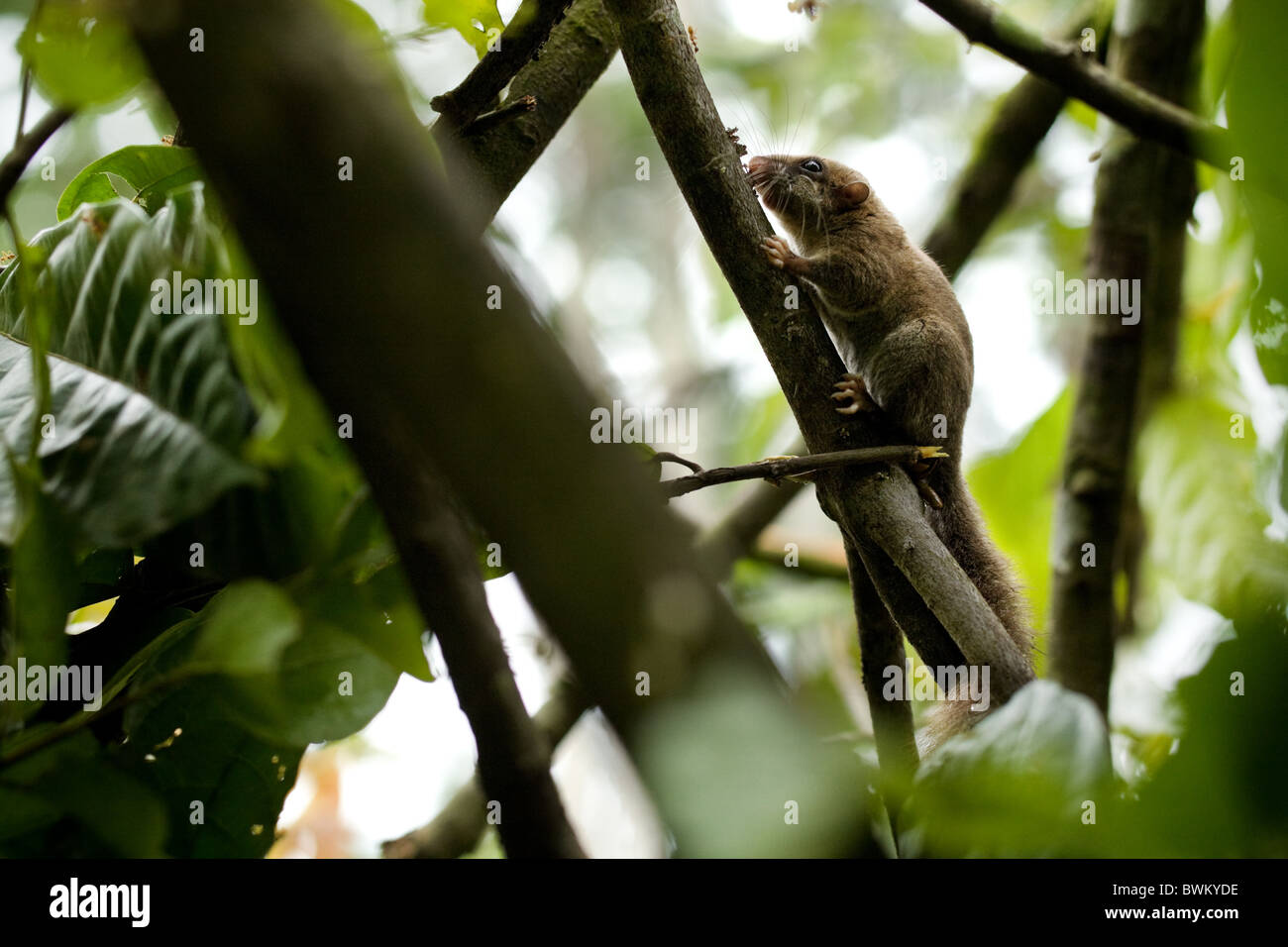 Ein kleines Nagetier sitzt auf dem Ast eines Baumes, die nur durch Kettensäge-Logger auf landwirtschaftlichen Flächen in der Nähe von Asamankese, Ghana geschnitten wurde Stockfoto