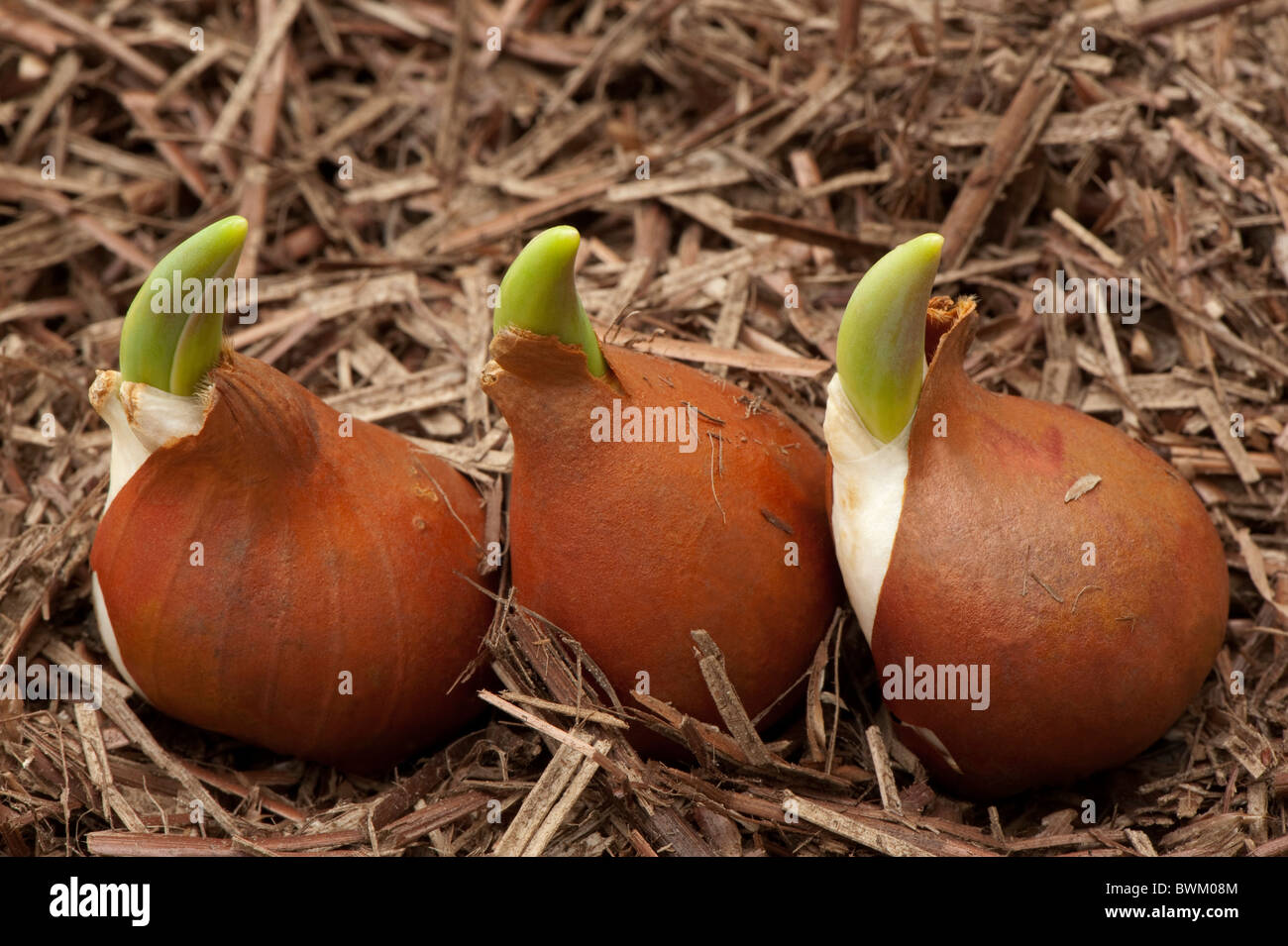 Shooting 'Purissima' Tulpenzwiebeln vor dem Einpflanzen Stockfoto