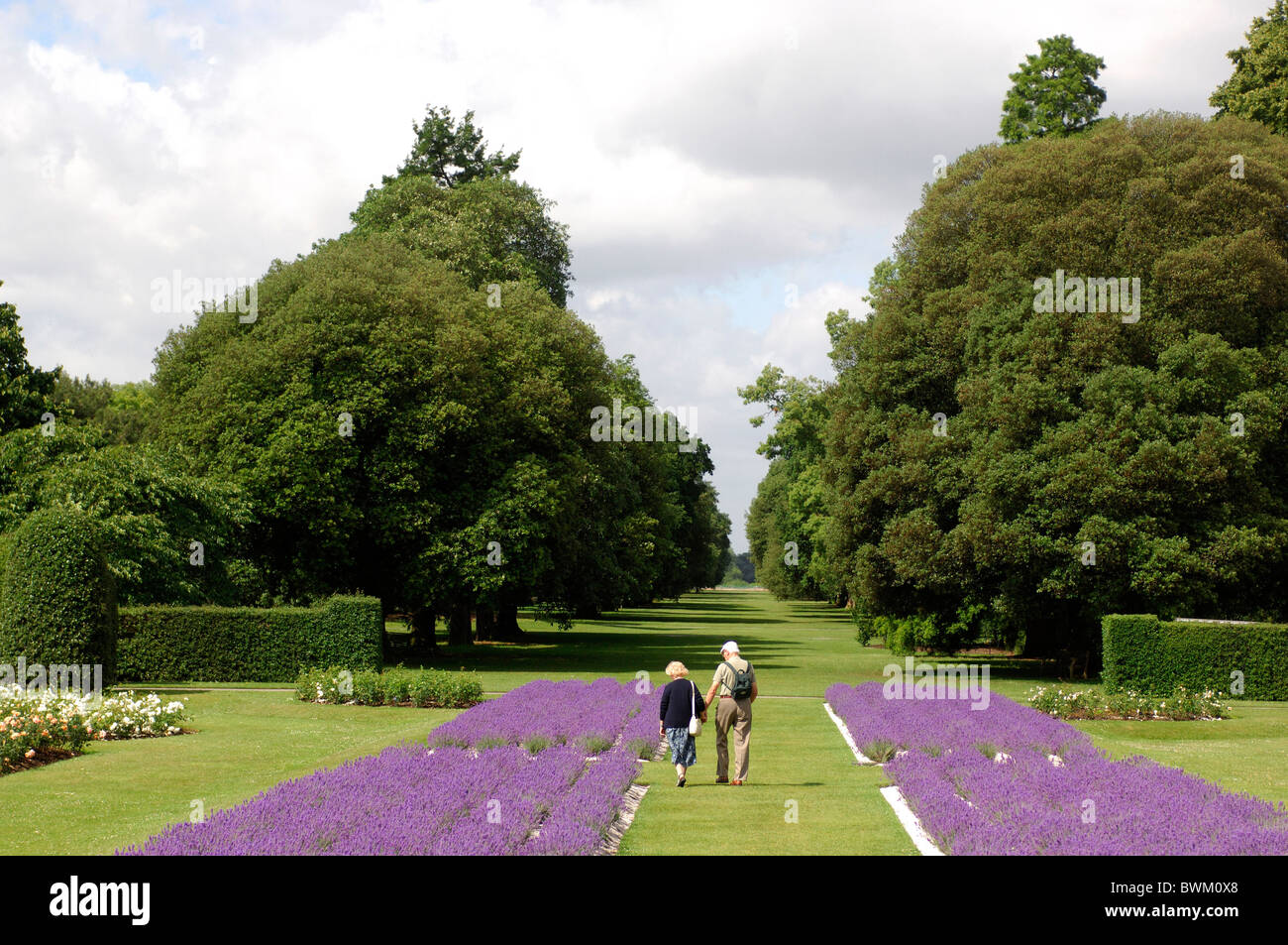 UK-London-Lavendel Felder Royal Botanic Gardens Kew Großbritannien Europa England Stadt Park grüne Natur s Stockfoto