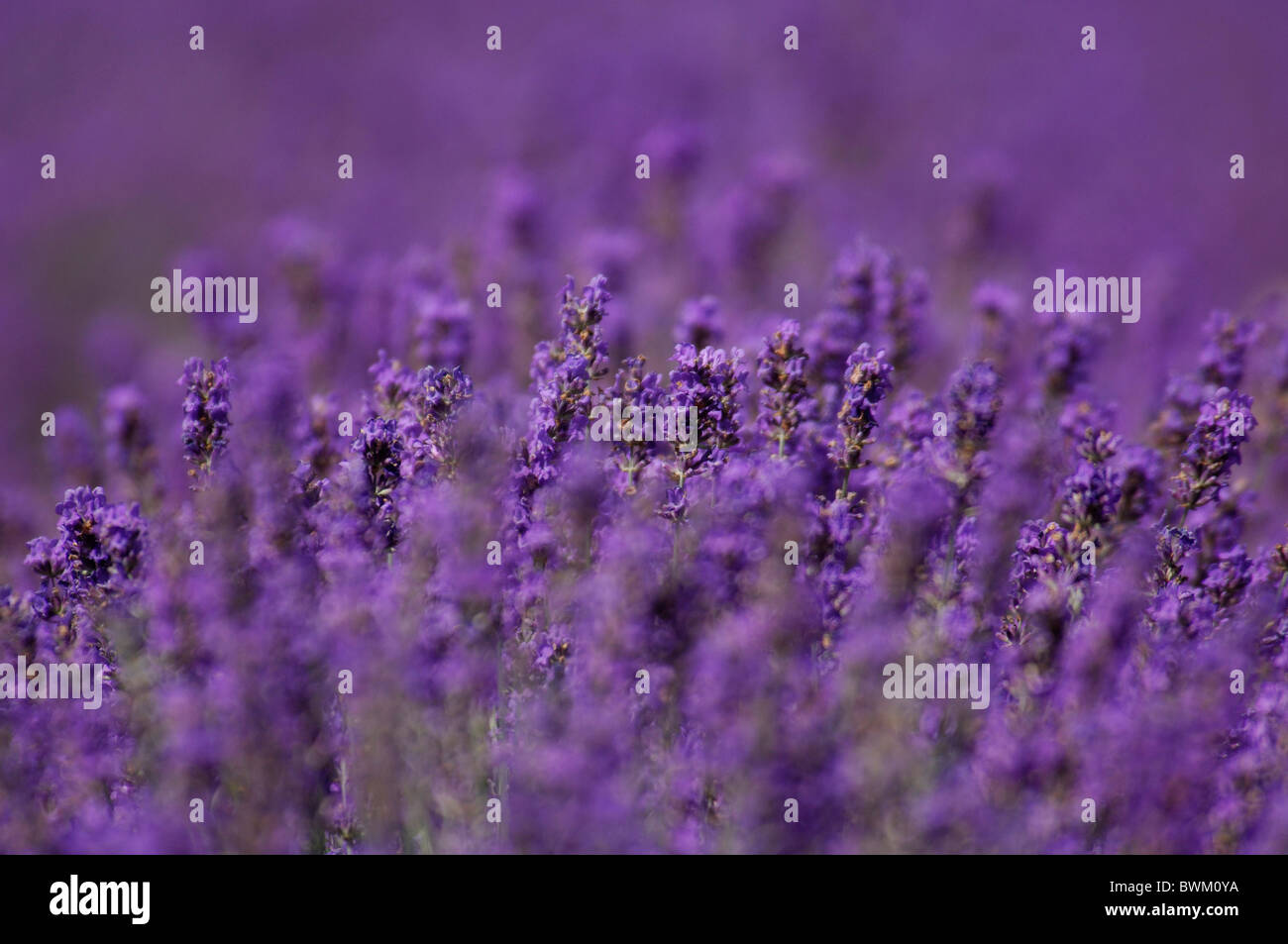 UK-London-Lavendel Felder Royal Botanic Gardens Kew Großbritannien Europa England Detail Blumen Blume Stockfoto