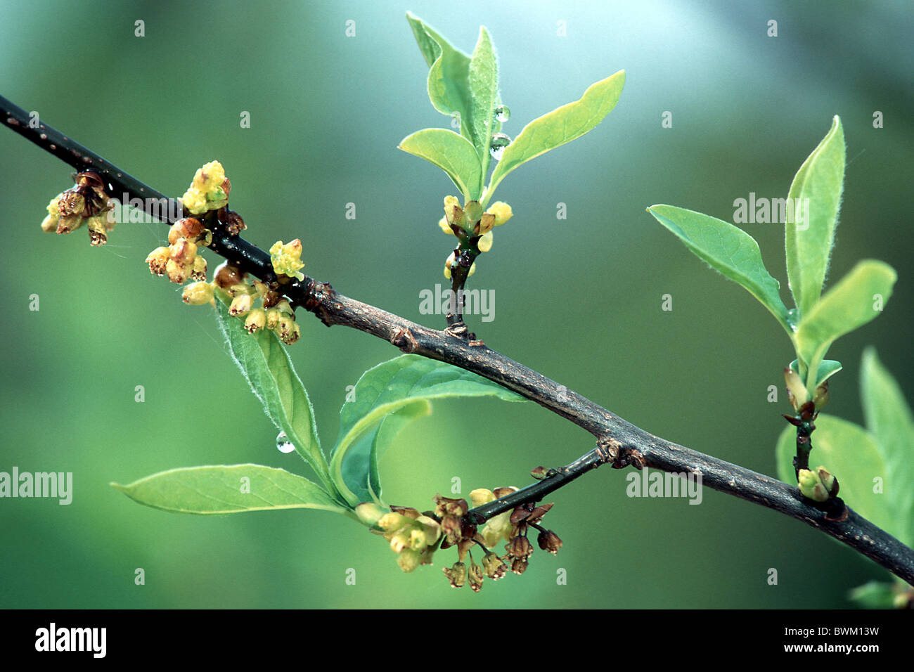 Benjamin Bush, gemeinsame Spicebush (Lindera Benzoin), Zweig mit Blättern und Blüten. Stockfoto