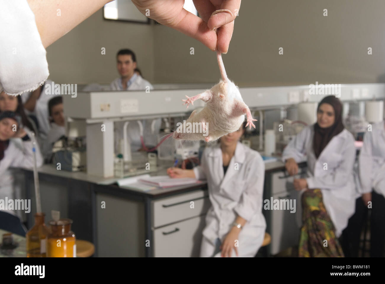 Lehrer halten eine weisse Laborratte in einem Labor auf Beirut arabische Universität Libanon Middle East Stockfoto