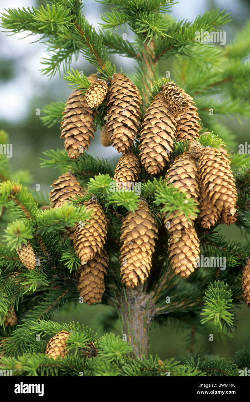 Gemeinsamen Fichte, Fichte (Picea Abies), Zweige mit Zapfen. Stockfoto