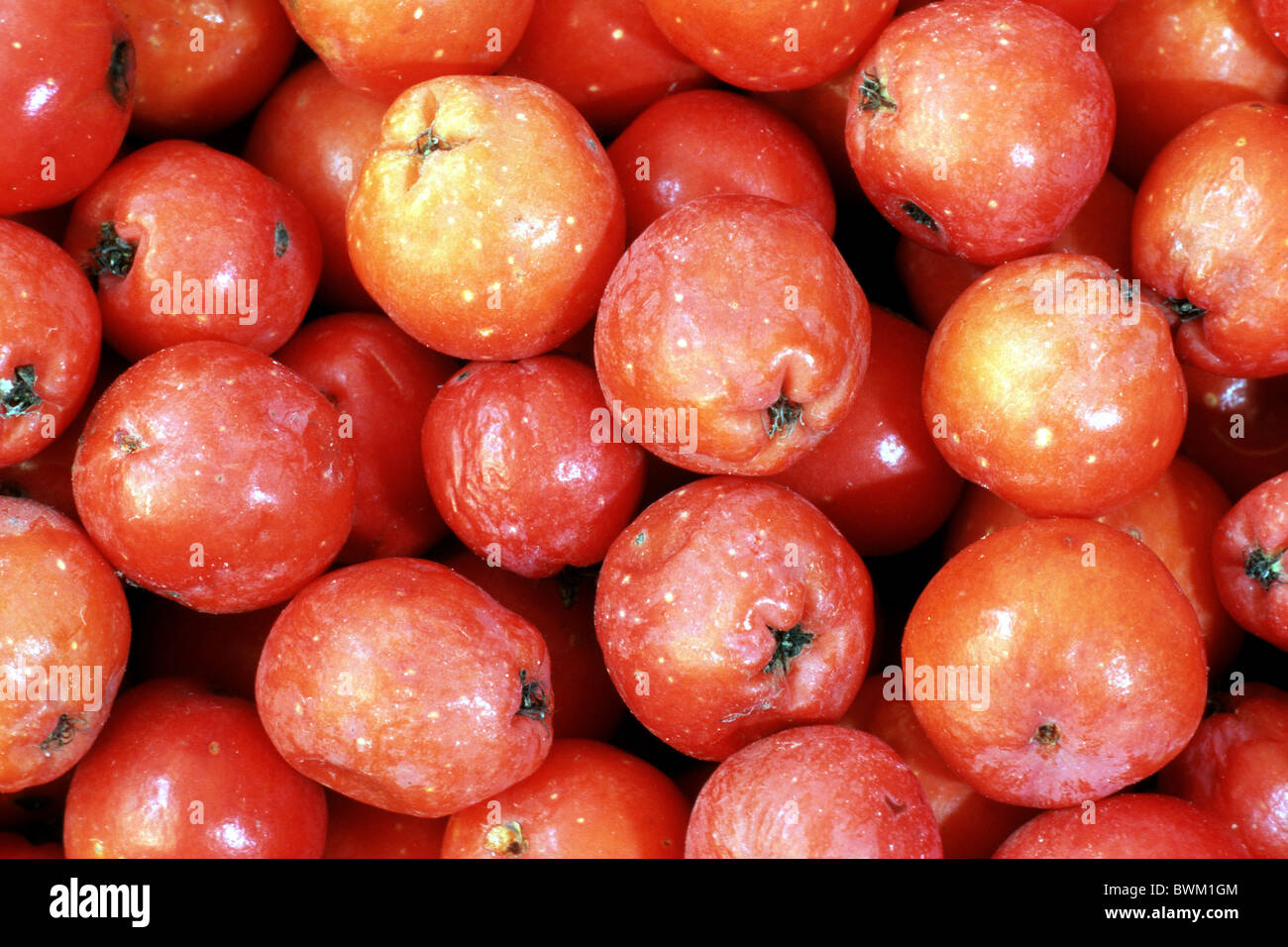 Rowan, Eberesche (Sorbus Aucuparia var. Edulis), reifen Beeren, die von oben gesehen. Stockfoto