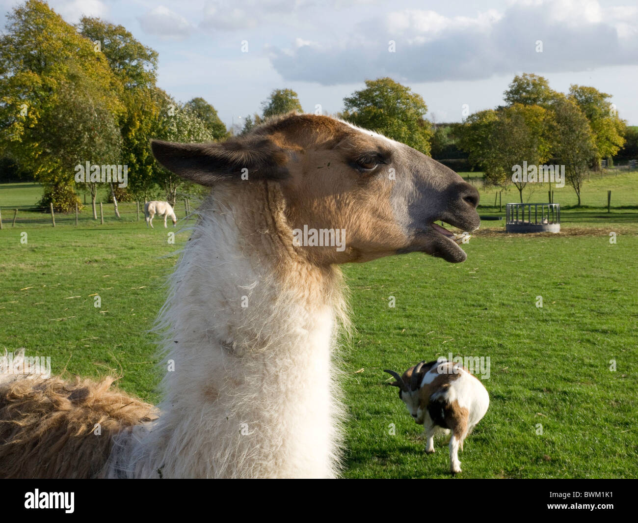 Lamas auf der Whitepost Farm, Farnsfield, Notts Stockfoto