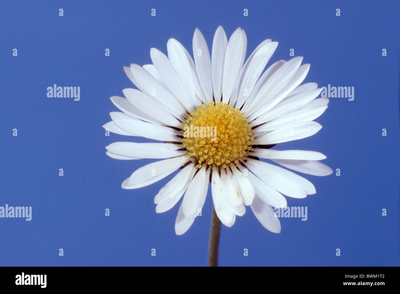 Daisy, Englisch Gänseblümchen (Bellis Perennis), Blume, Studio Bild. Stockfoto