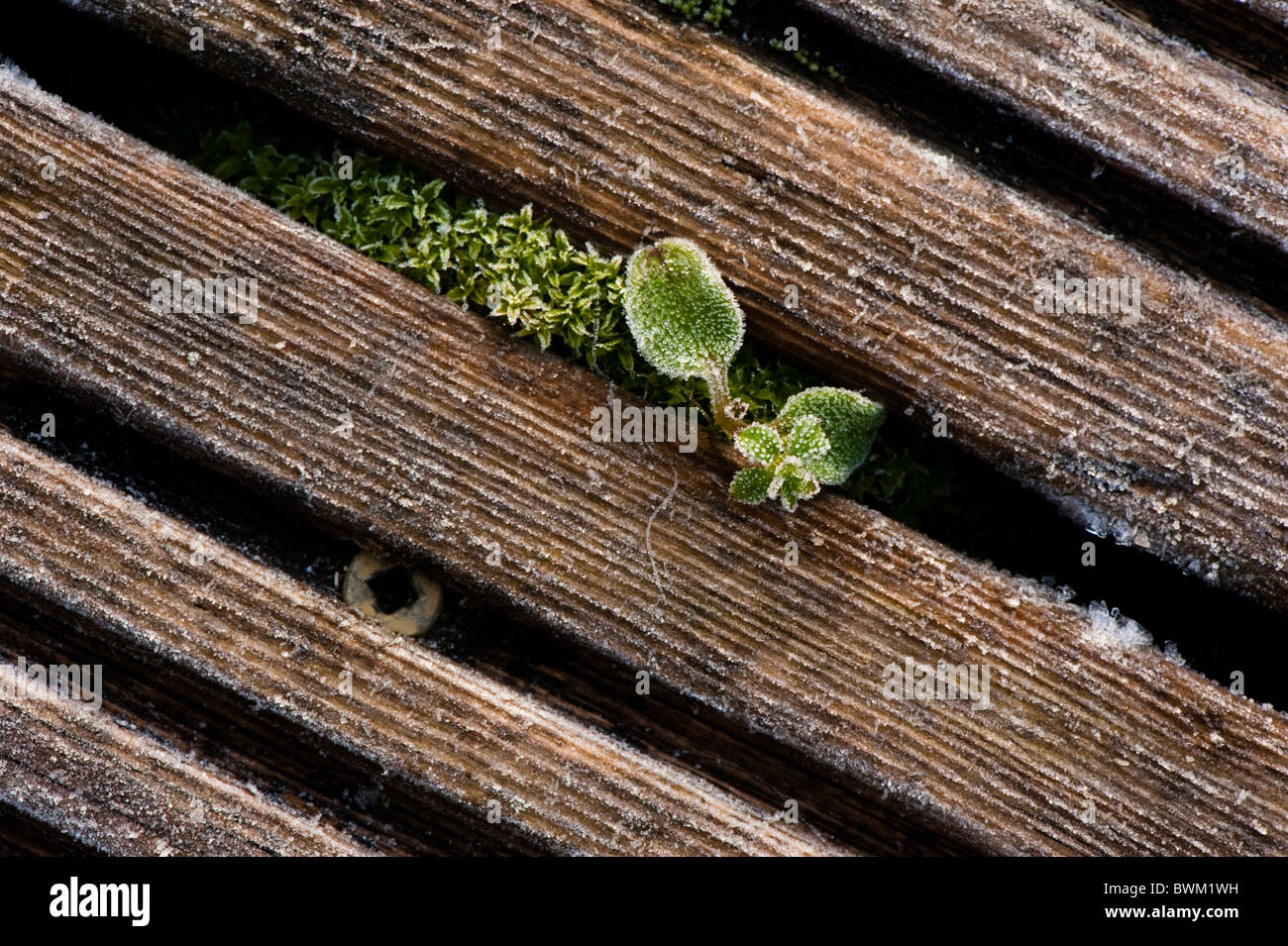 Kleine Pflanzen und Moos zwischen den Rillen des Holzterrassen nach dem frost Stockfoto