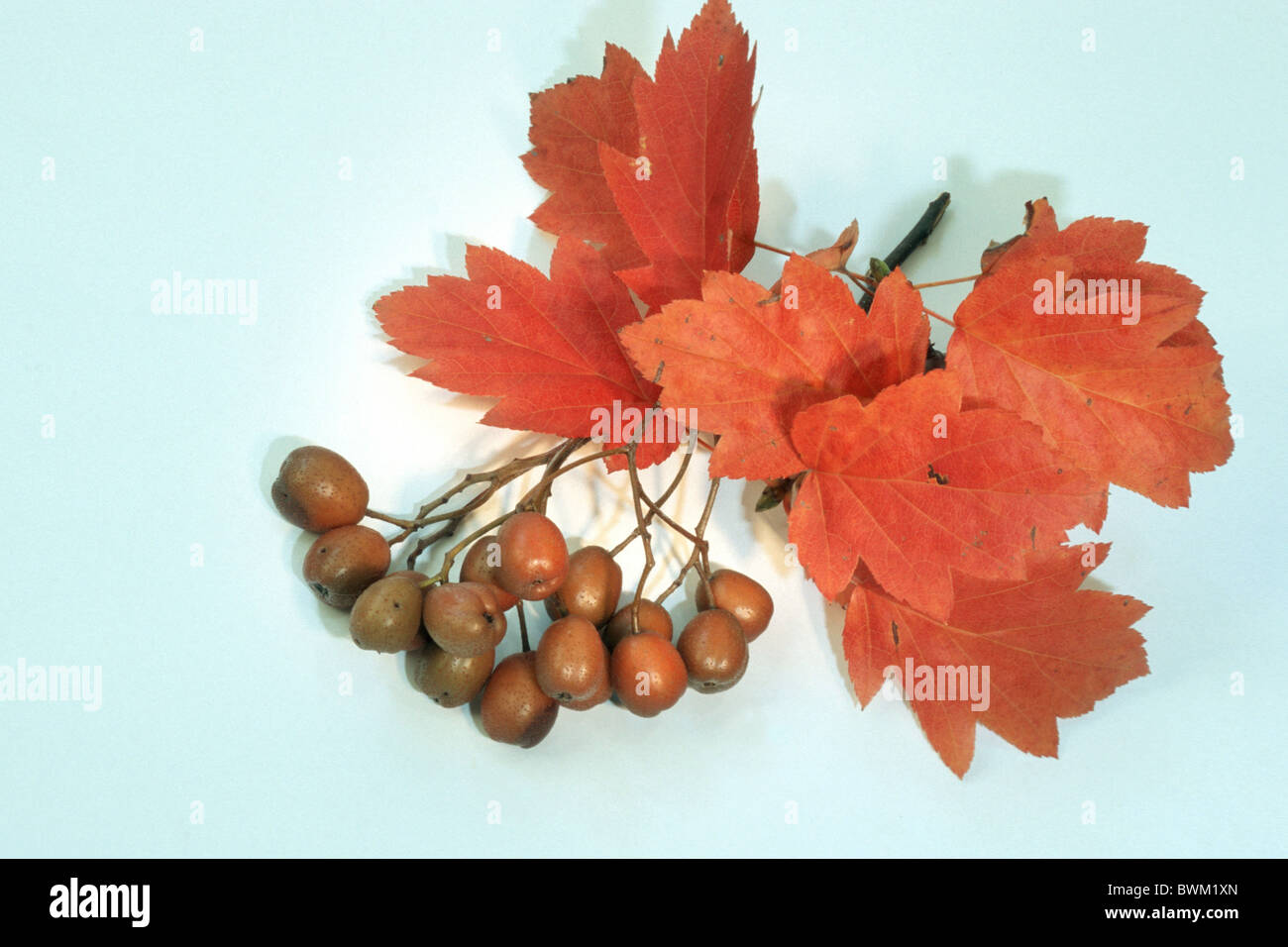 Elsbeere (Sorbus Torminalis), Zweig mit Herbstlaub und Beeren, Studio Bild. Stockfoto
