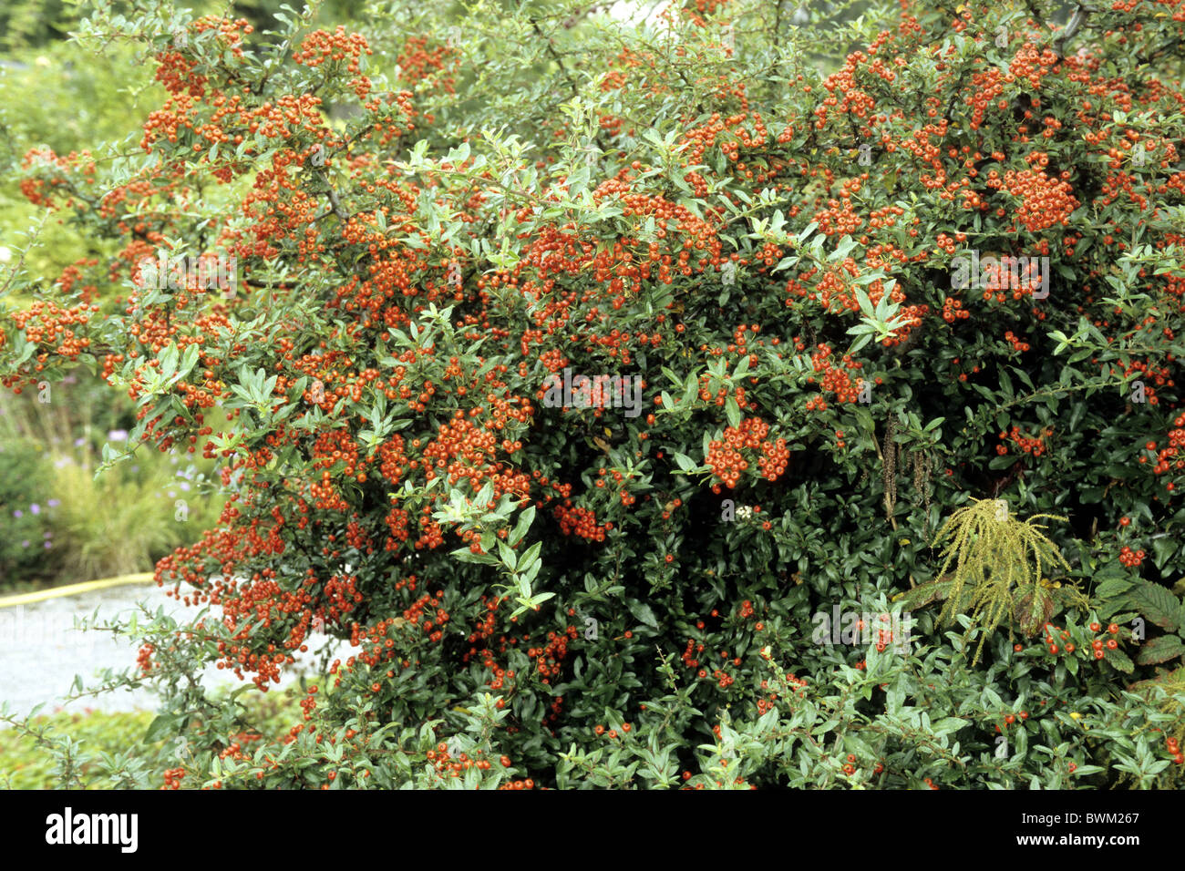 Feuerdorn (Pyracantha SP.), Sorte: rote Spalte, Strauch mit Beeren. Stockfoto