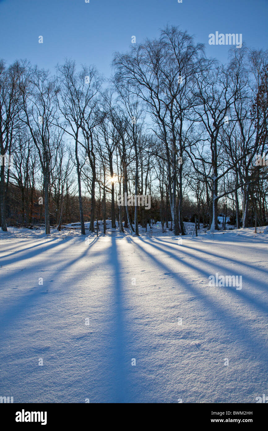 Silhouette Bäume werfen lange Schatten auf einem schneebedeckten Feld Stockfoto