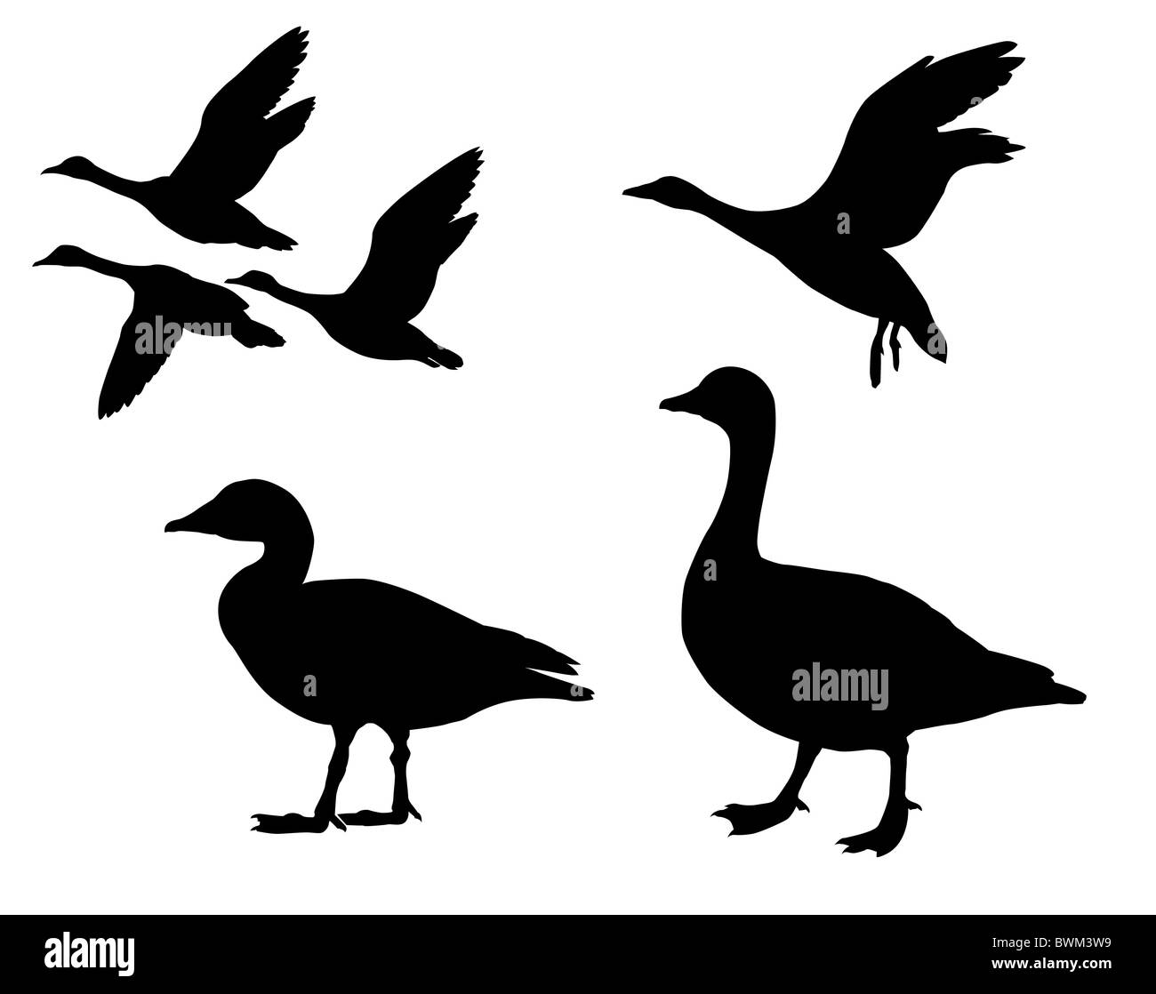 Vector Silhouette Gänse auf weißem Hintergrund Stockfoto