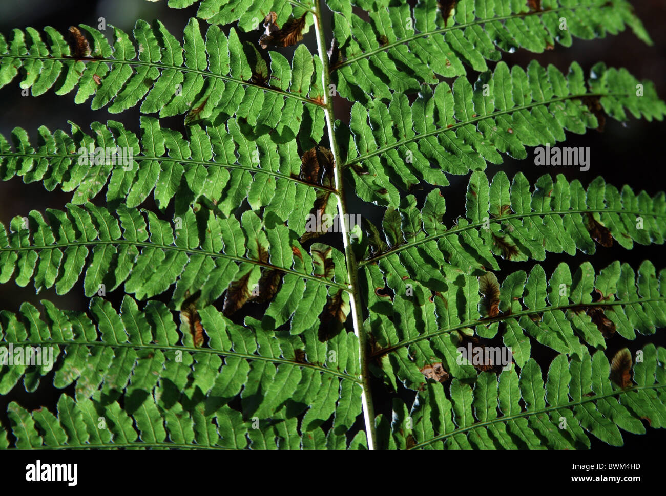 Gemeinsamen Wedel Adlerfarn (Pteridium Aquilinum) Stockfoto