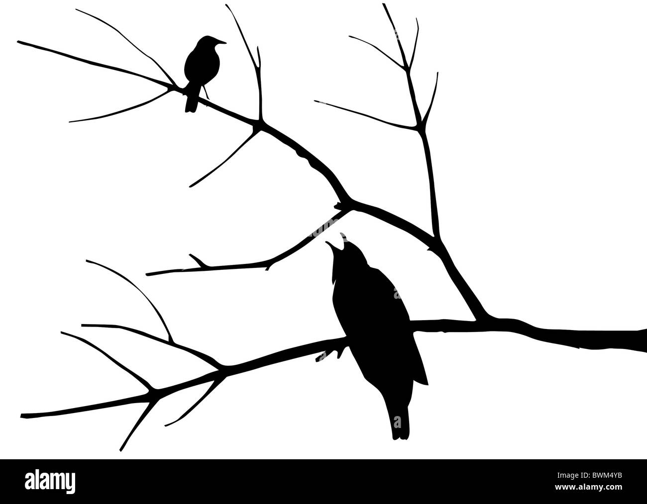 Silhouette der Vögel auf Baum Stockfoto