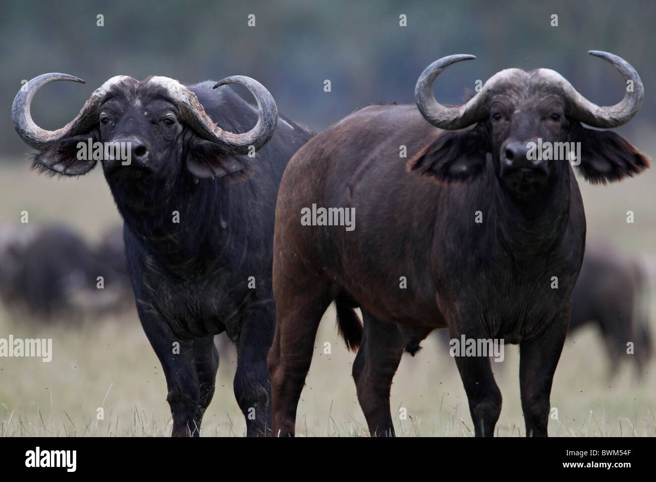 Lake Nakuru Büffel, Kenia. Stockfoto