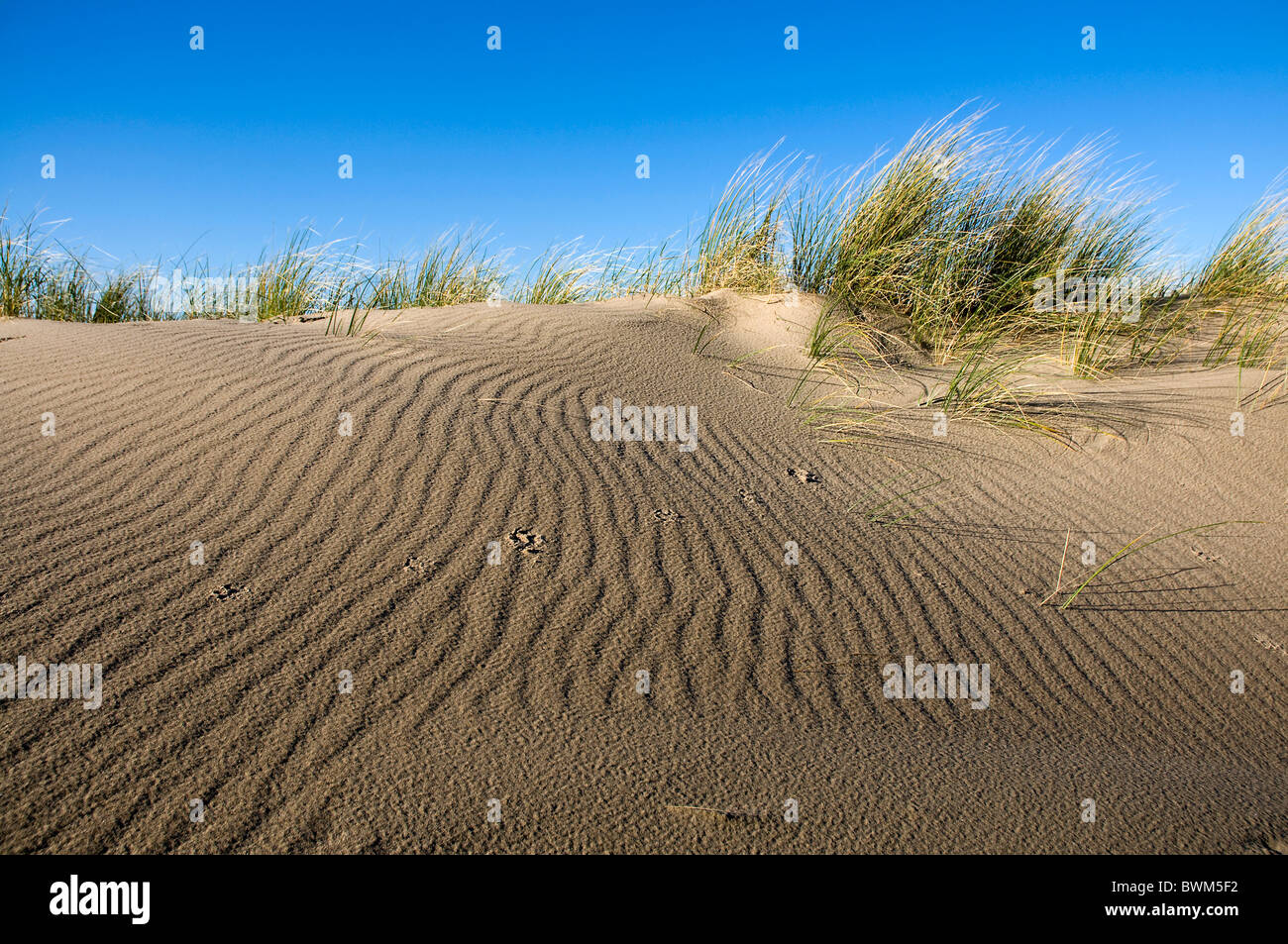 Muster von Gras- und Wind auf einer Sanddüne gemacht Stockfoto
