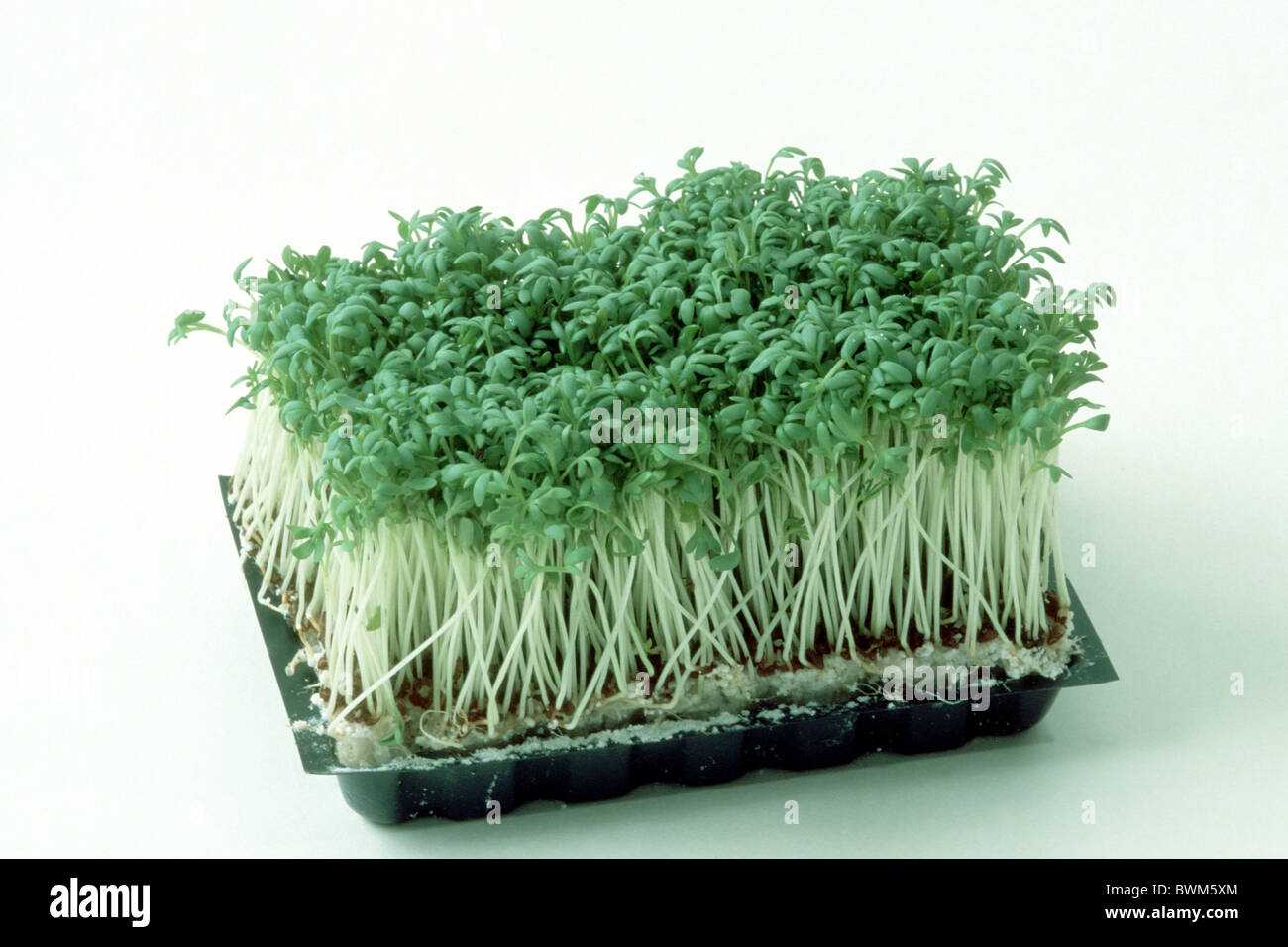Gartenkresse, Feldkresse (Lepidium Sativum) Keimen in Plastikbehälter, Studio Bild. Stockfoto