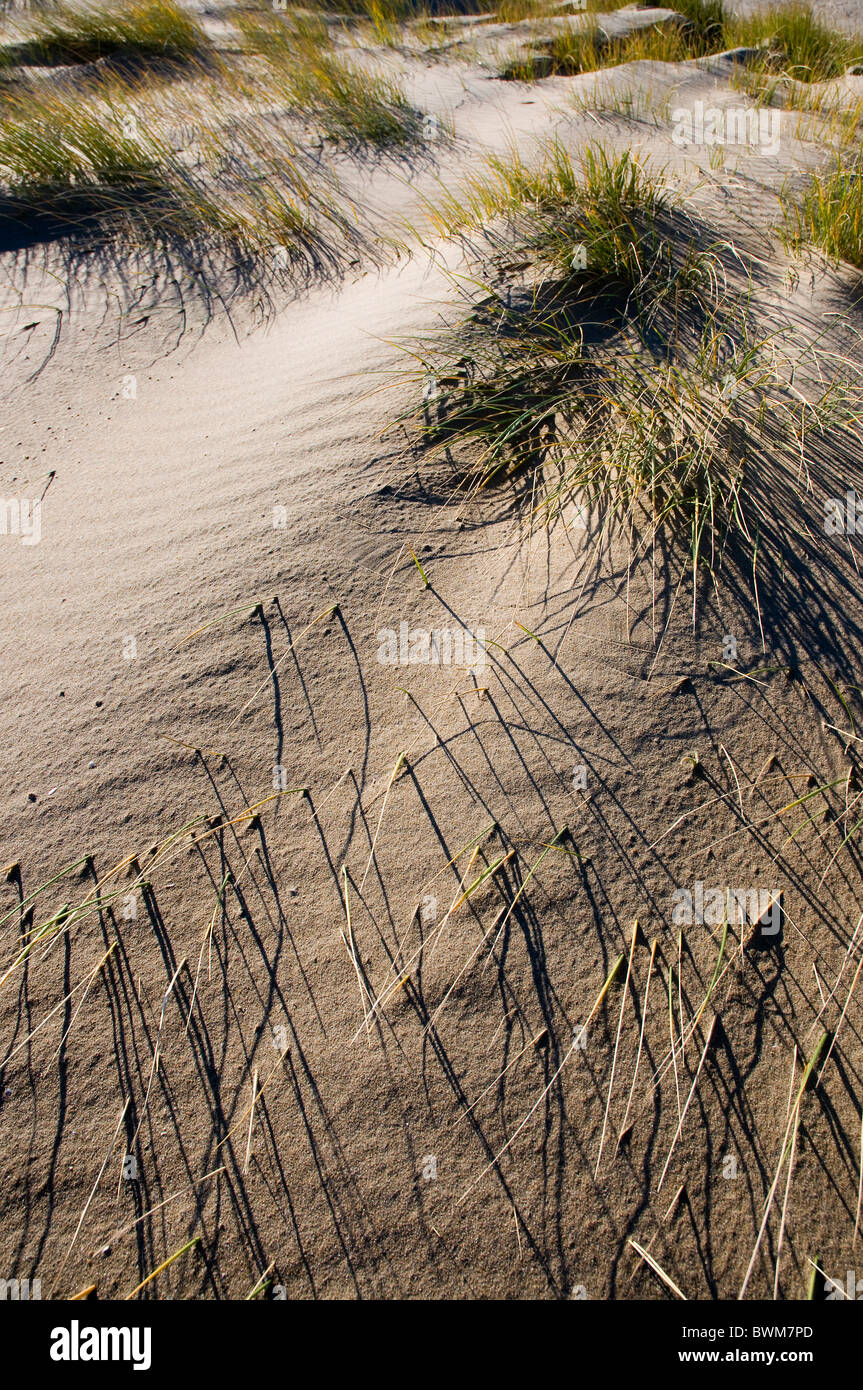 Muster von Gras- und Wind auf einer Sanddüne gemacht Stockfoto