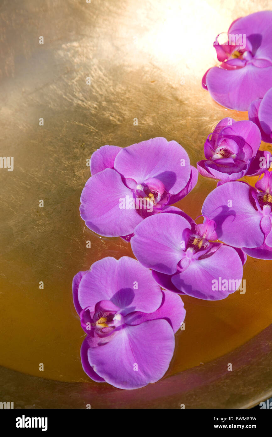 Rosa Nachtfalter-Orchideen in eine goldene Schale mit Wasser Stockfoto