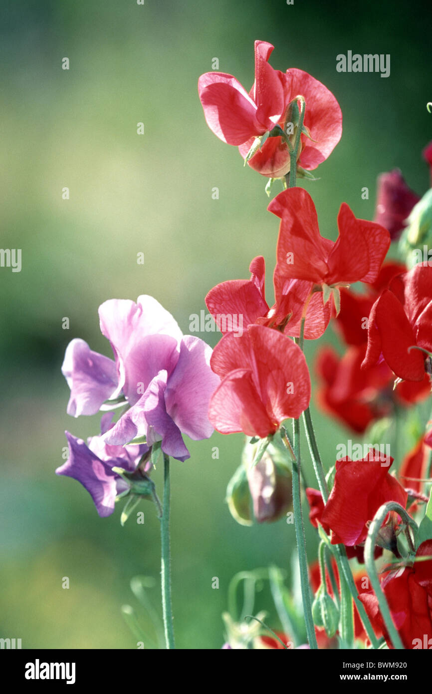 Duftende Platterbse (Lathyrus man), Blüte. Stockfoto
