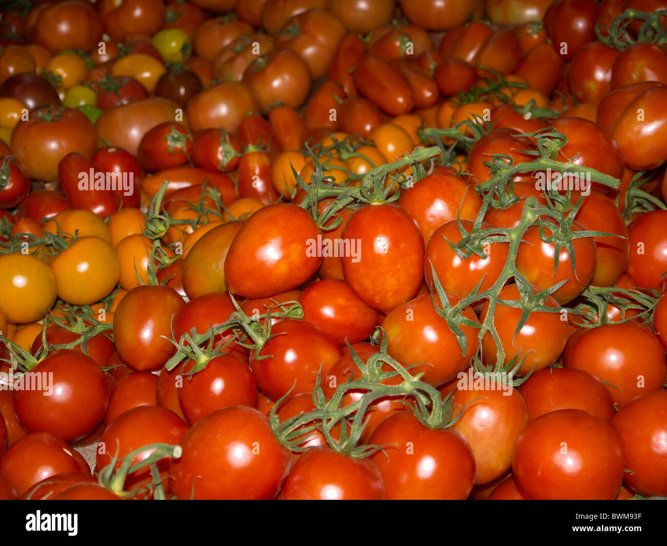 Es gibt viele Sorten von Tomaten im Angebot bei Borough Market in London Stockfoto